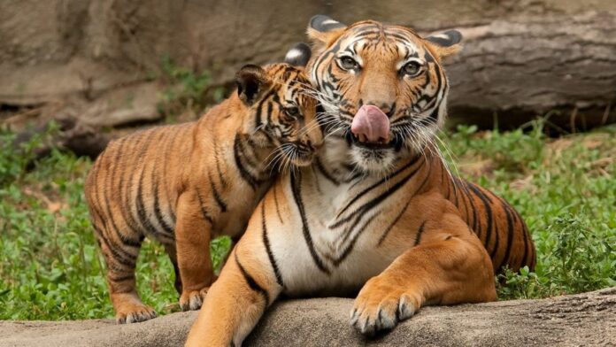 International Tiger Day