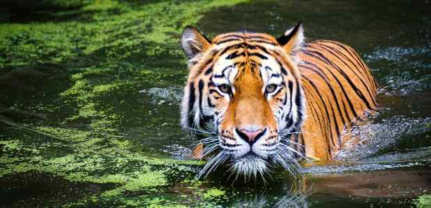 International Tiger Day