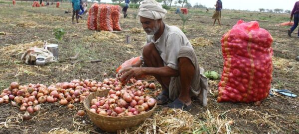 Onion prices