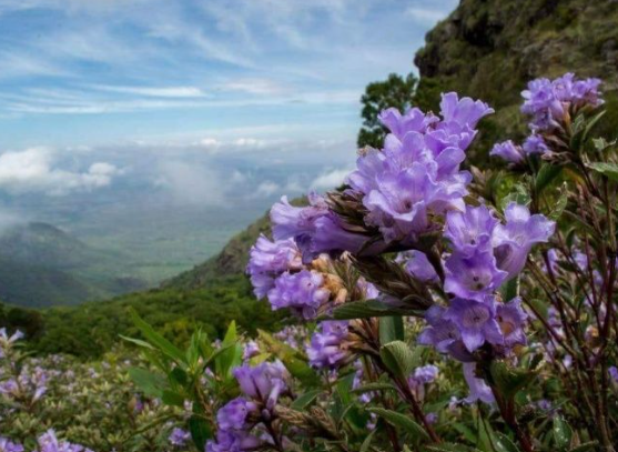 Neelakurinji