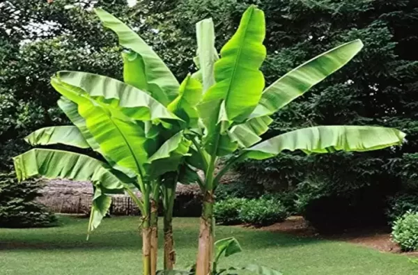 Banana tree